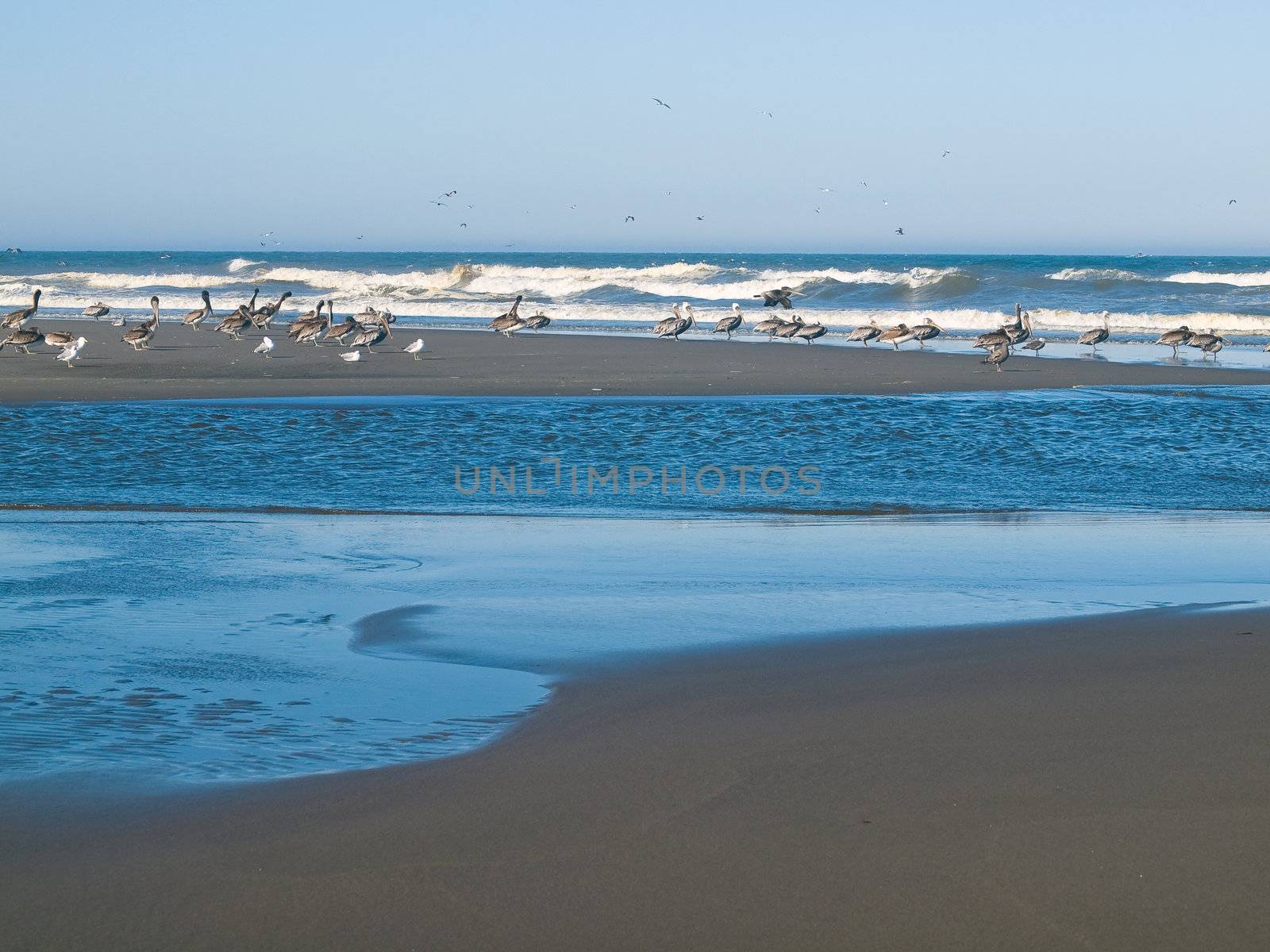 A Variety of Seabirds at the Seashore Featuring Pelicans by Frankljunior