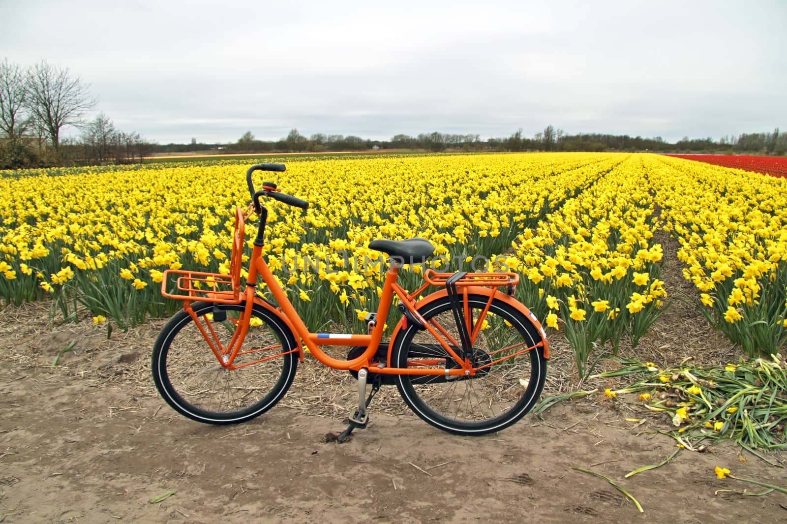 Orange bicycle from Holland at the flower fields in the Netherlands