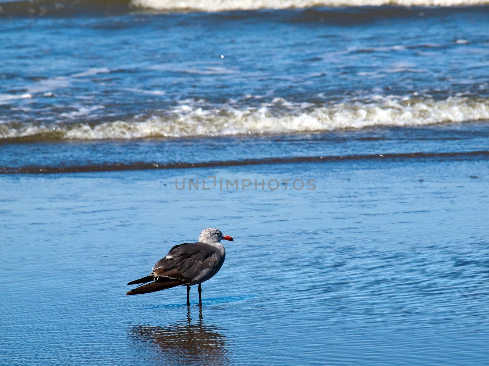 A Variety of Seabirds at the Seashore