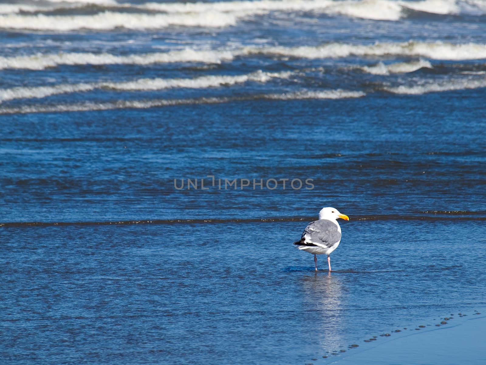 A Variety of Seabirds at the Seashore