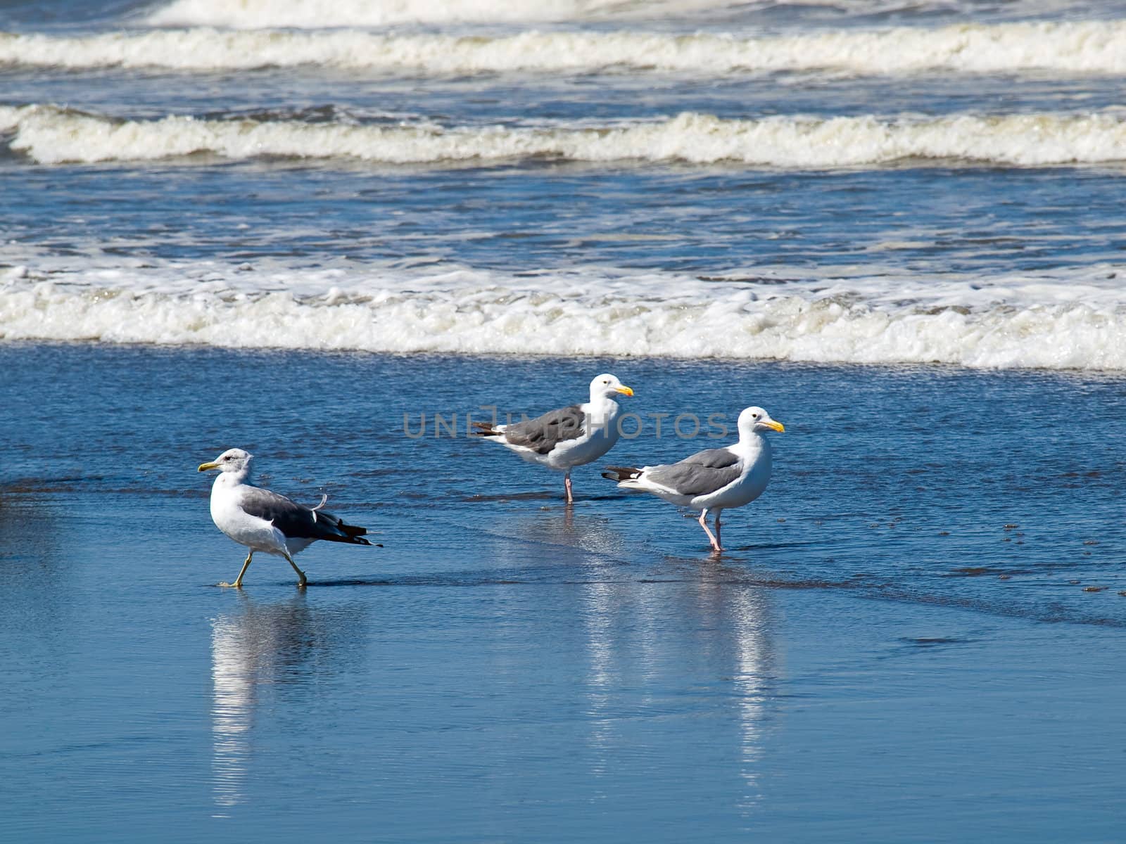 A Variety of Seabirds at the Seashore