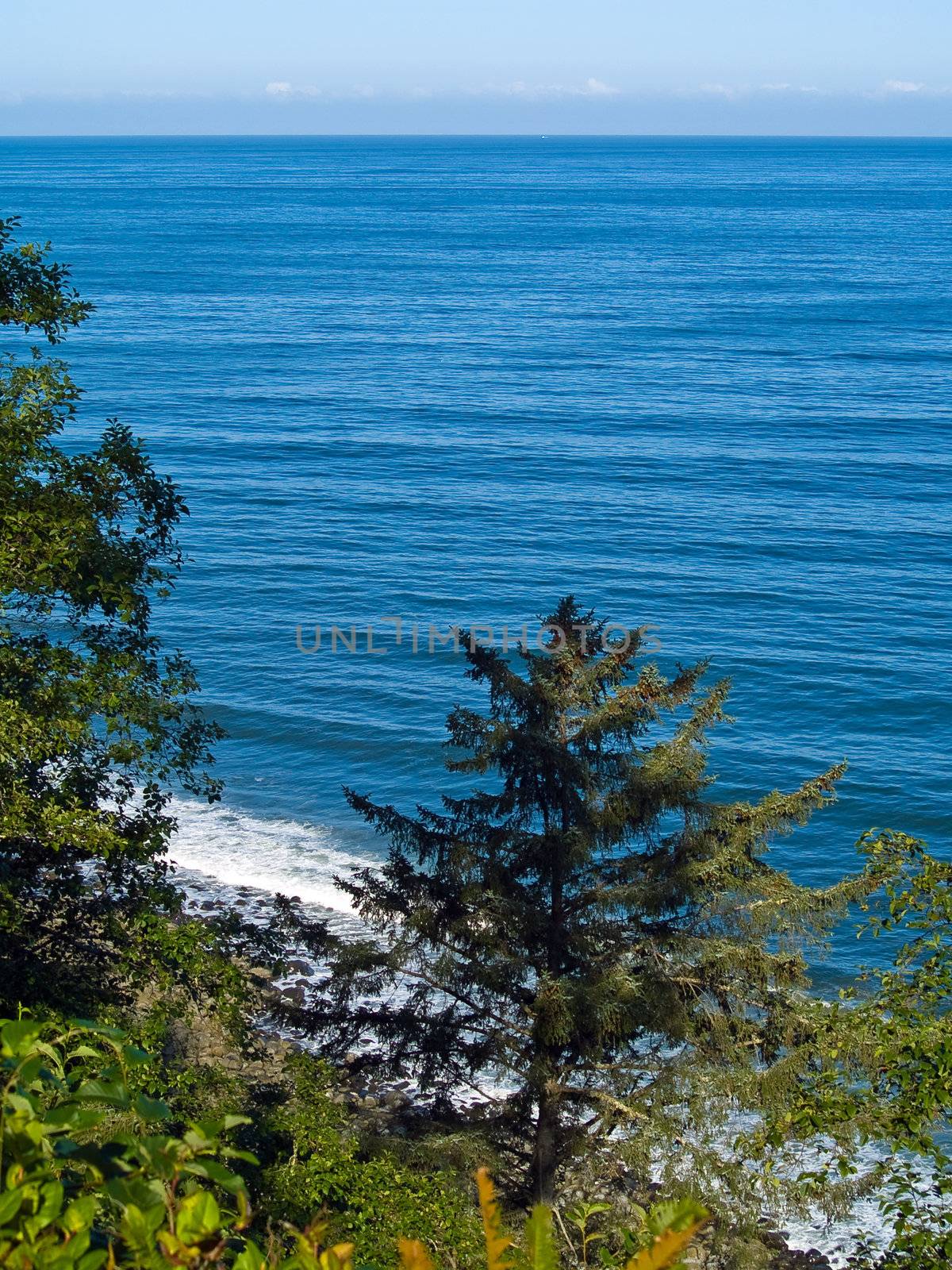 A view of the ocean from a cliff with trees by Frankljunior