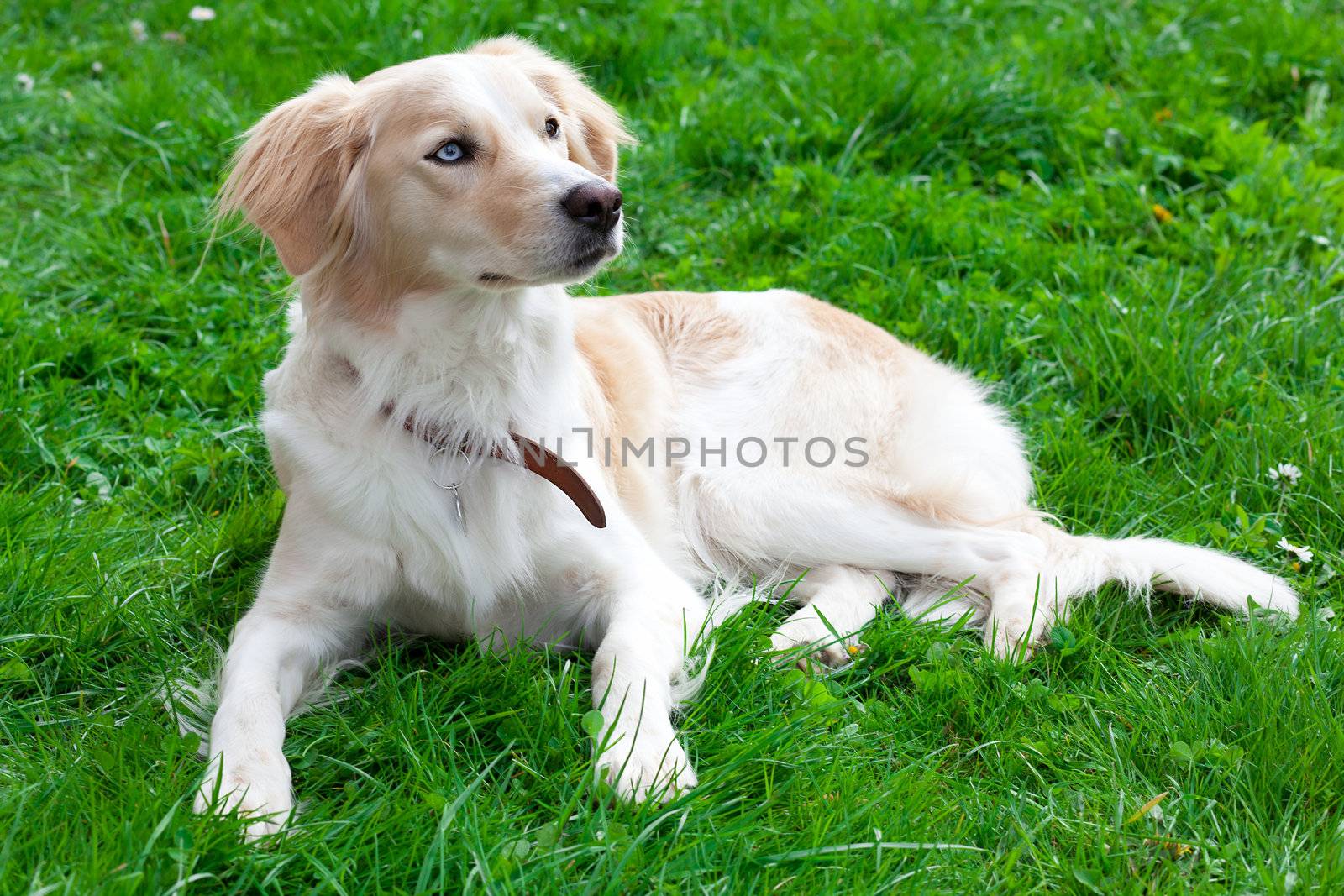 dog in green grass on a summer day by motorolka
