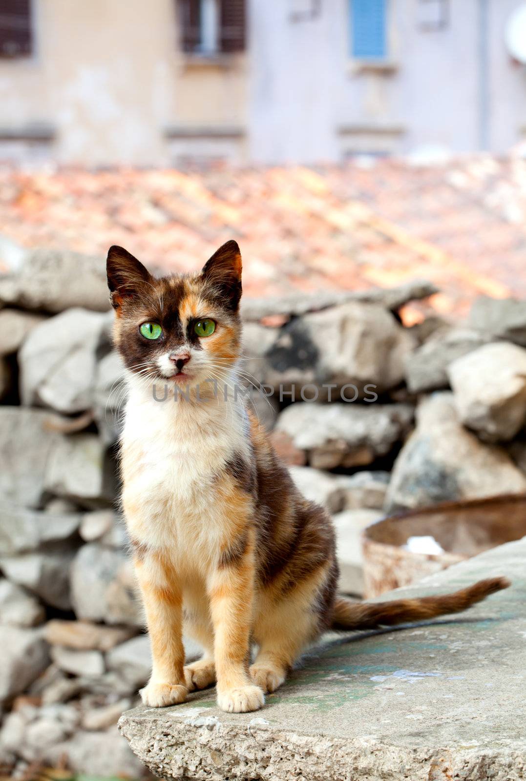 cat with green eyes by motorolka