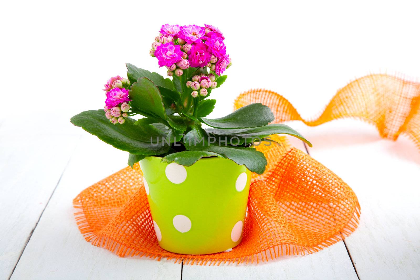 kalanchoe Calandiva flowers in a green pot