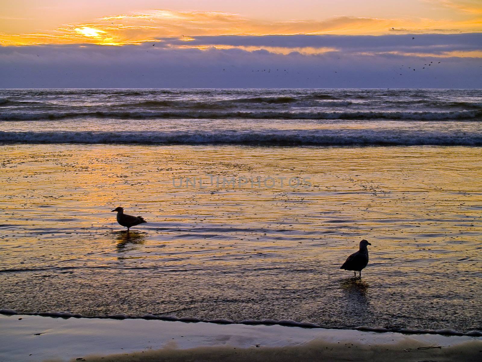 Two Seagulls at the Ocean's Shore at Sunset