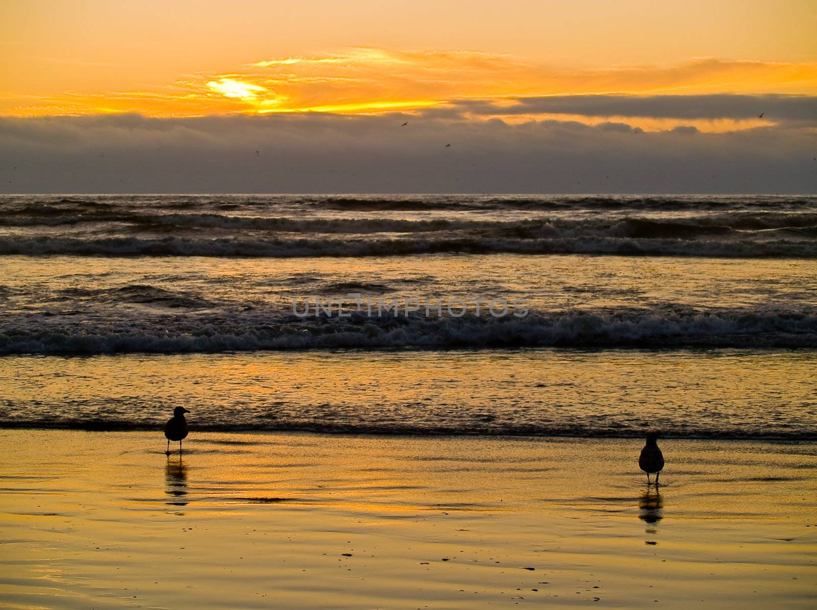 Two Seagulls at the Ocean's Shore at Sunset