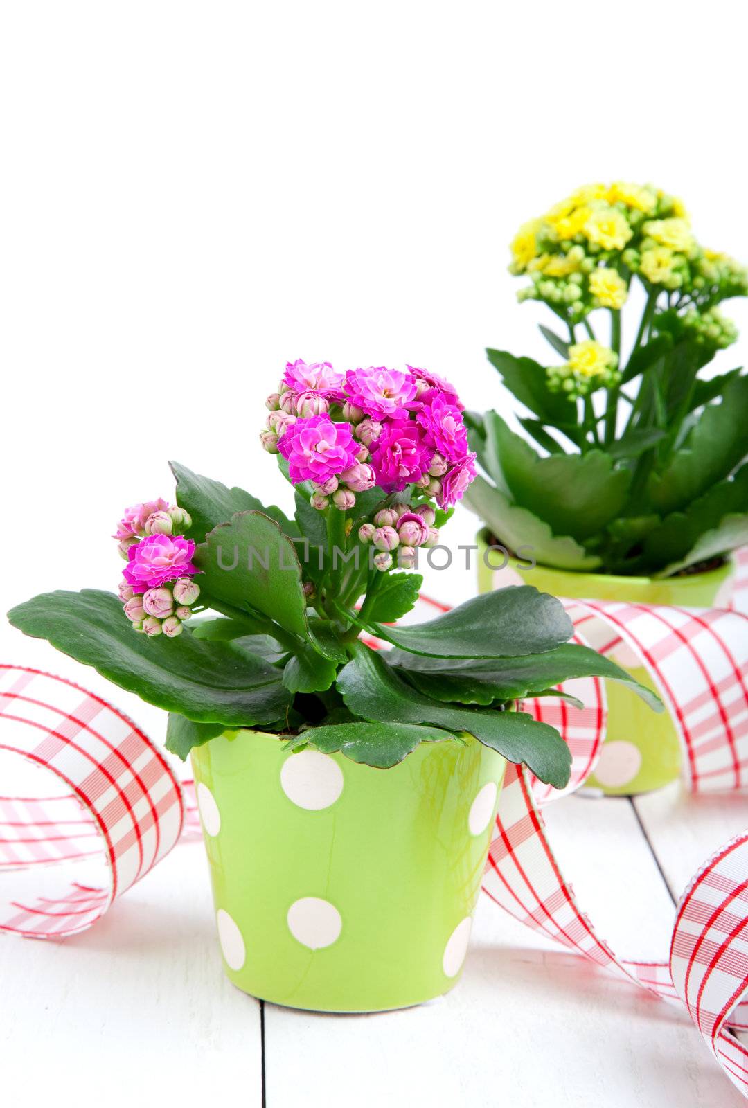 kalanchoe Calandiva flowers in a green pot by motorolka