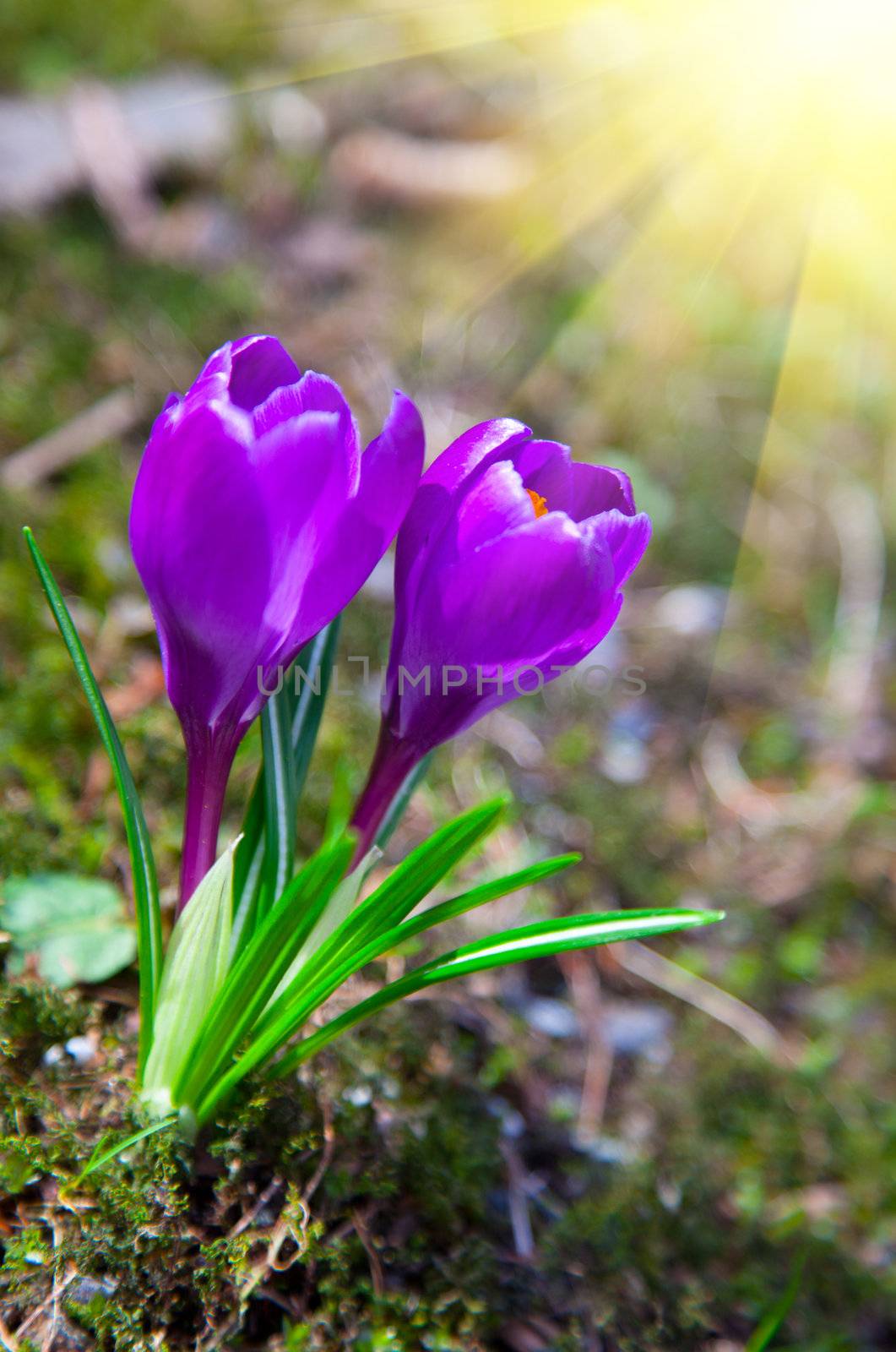 Spring purple crocus flowers