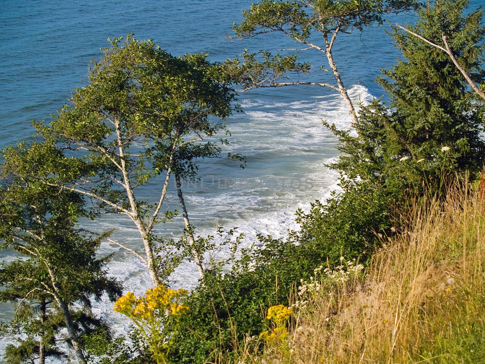 A view of the ocean from a cliff with trees and plants growing on the cliffside.