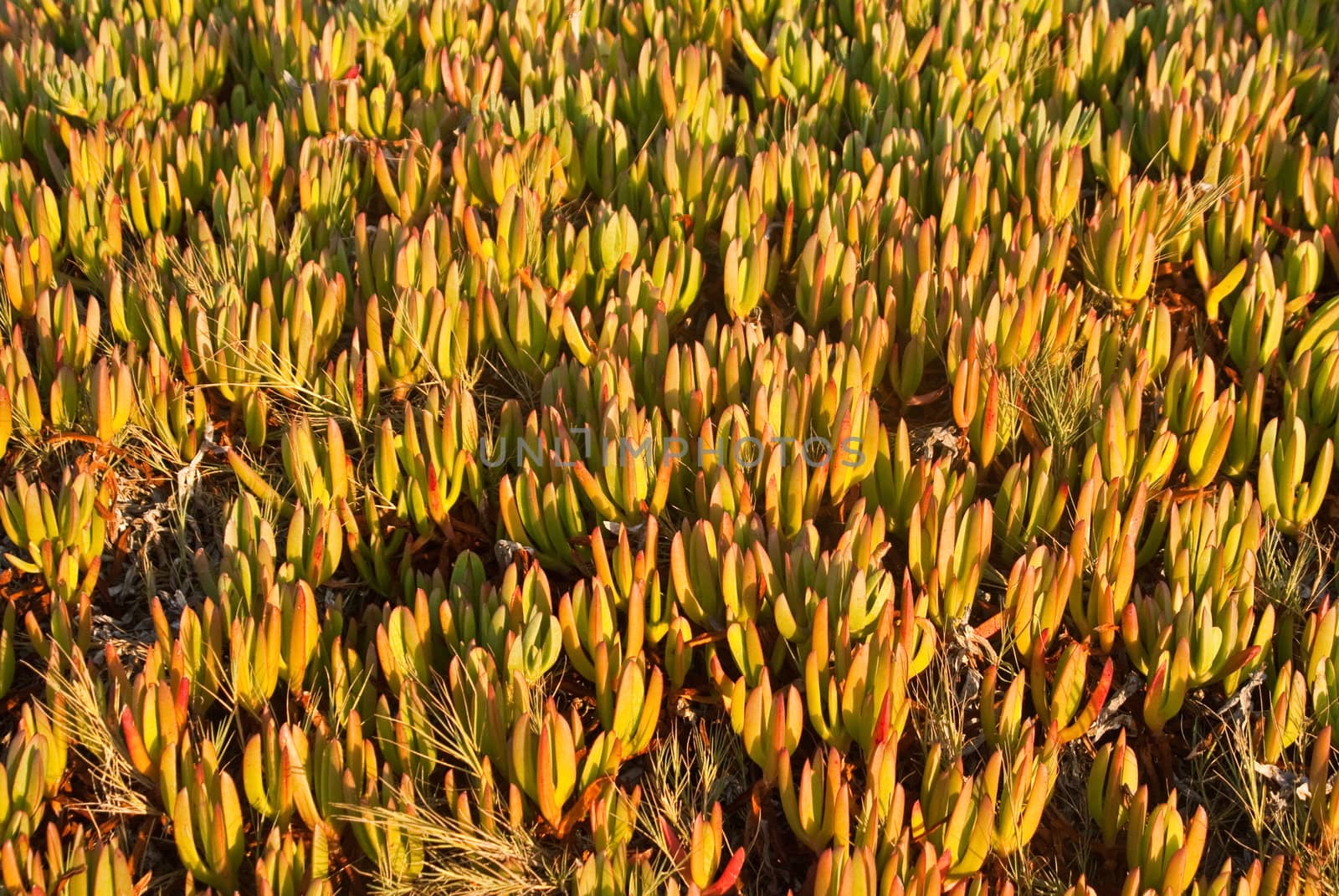 Red and green sea grasses