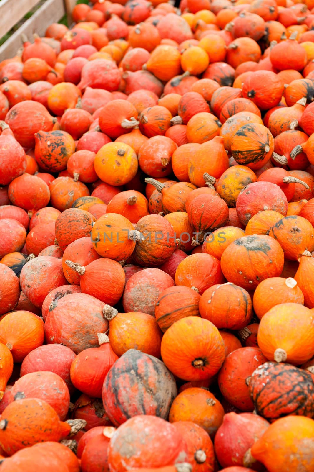 coclorful orange pumpkin in autumn outdoor on field