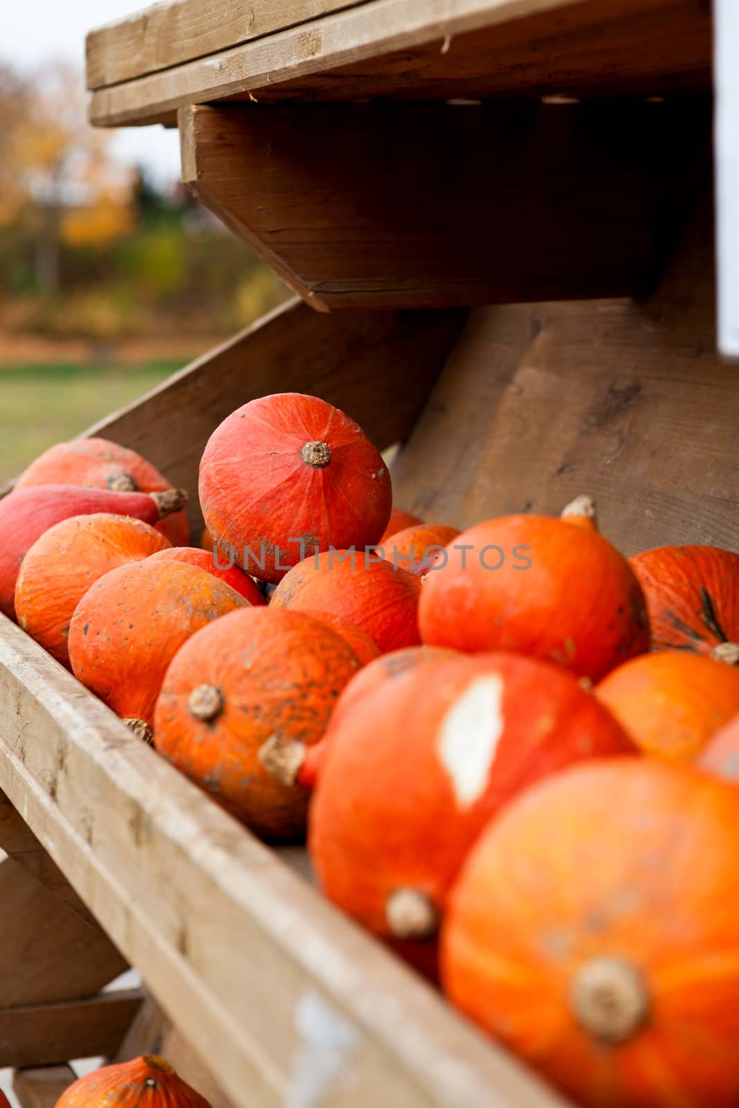 coclorful orange pumpkin in autumn outdoor on field