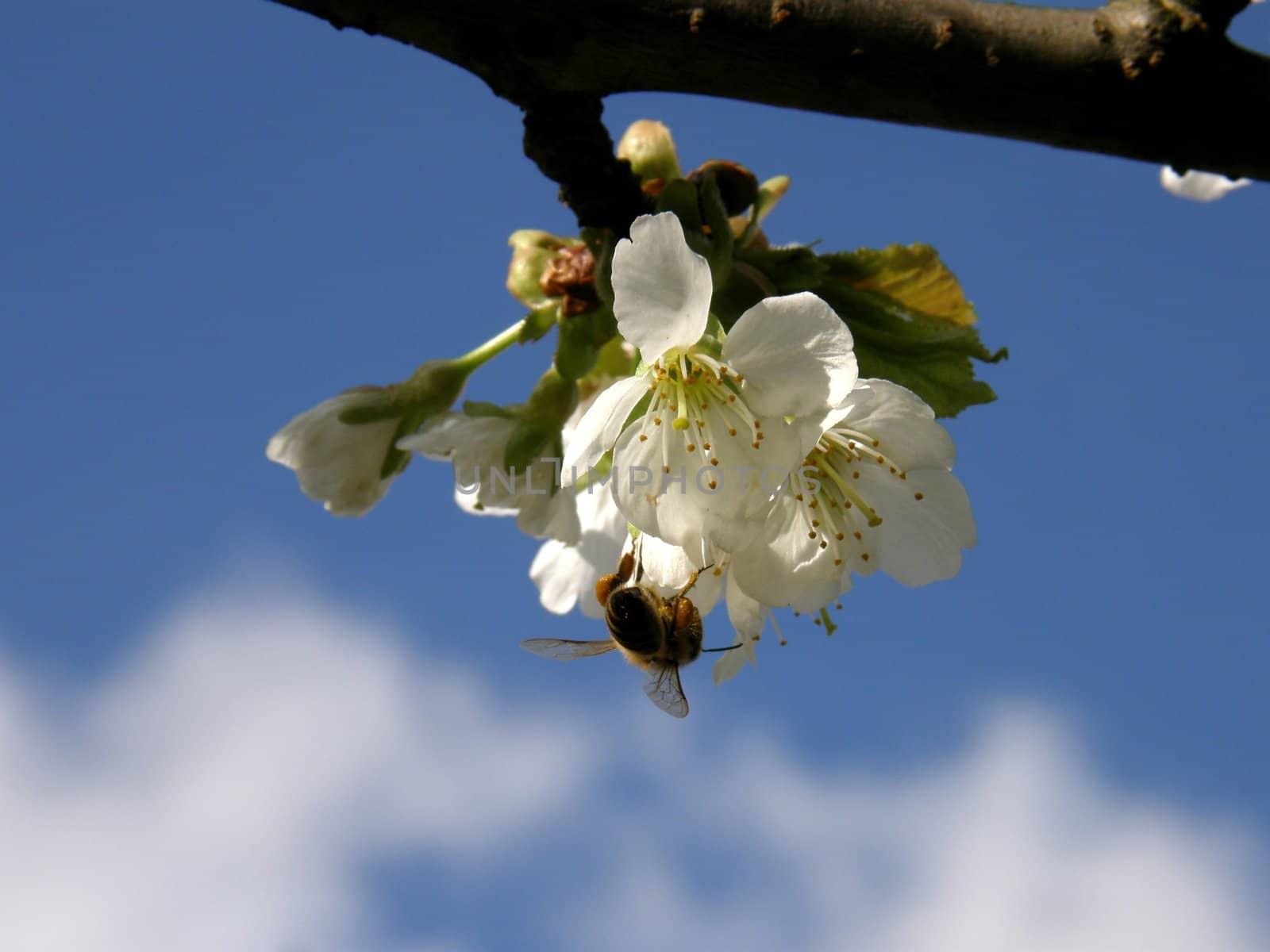 Bee collecting honey on a chery flower against the sky.