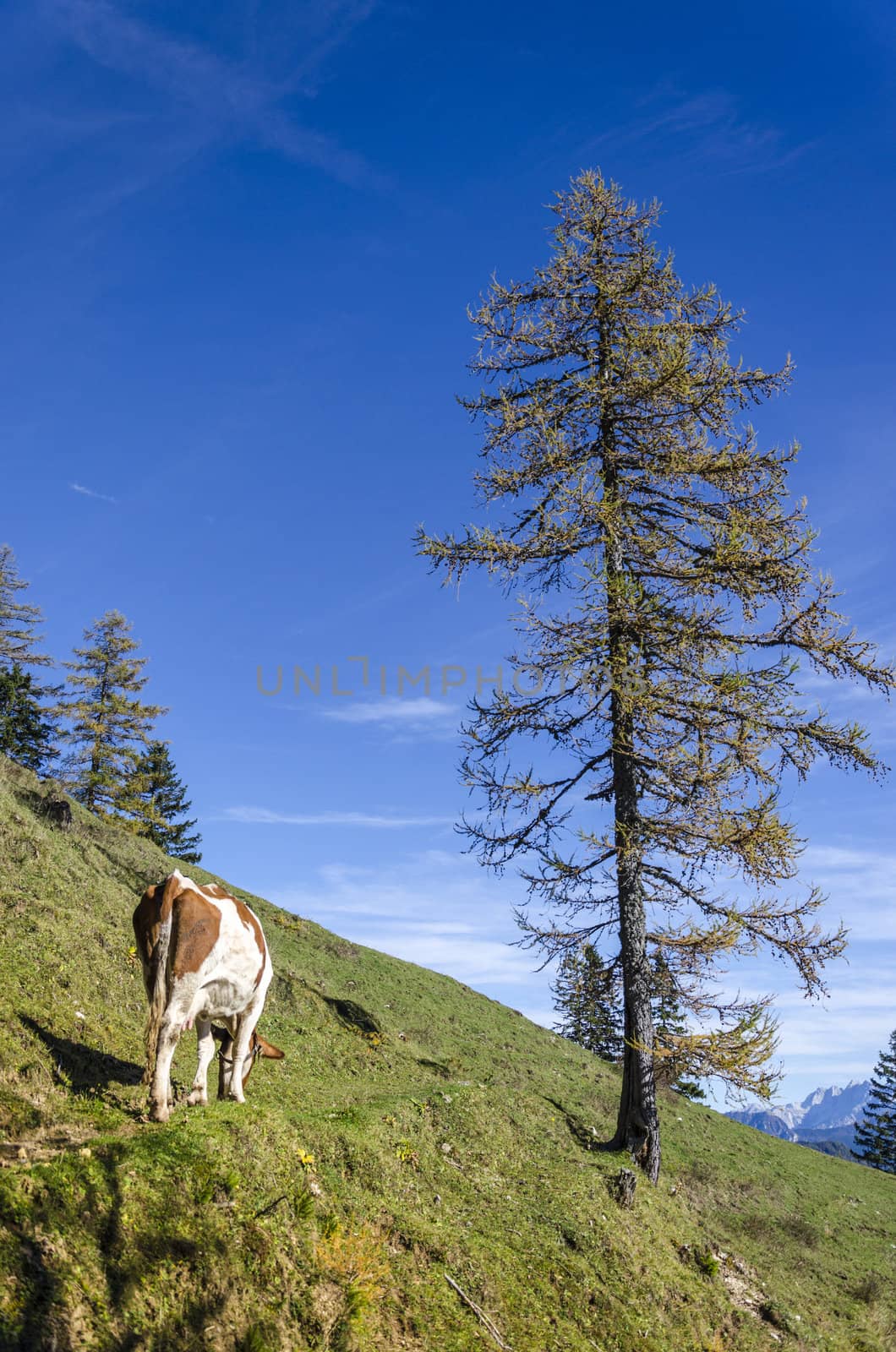 Cow on the pasture in Karavanks mountains, Slovenia.