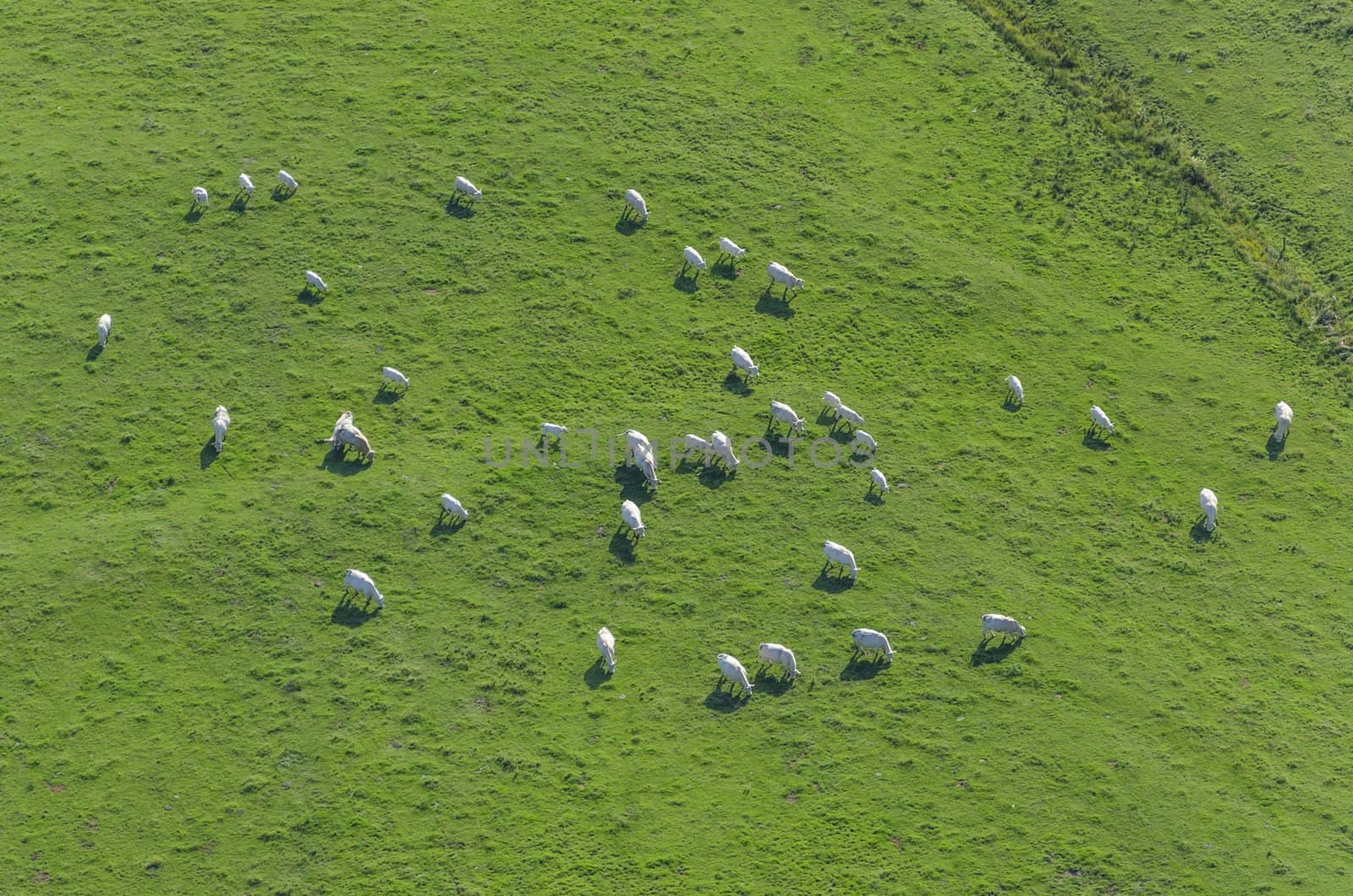 Aerial view on herd of white cows in Burgundy, France.