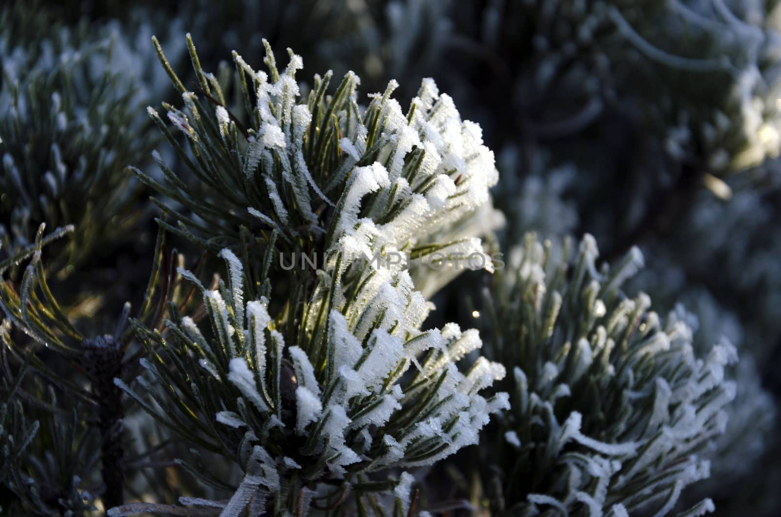 Morning frost on pine tree, alps, Slovenia.