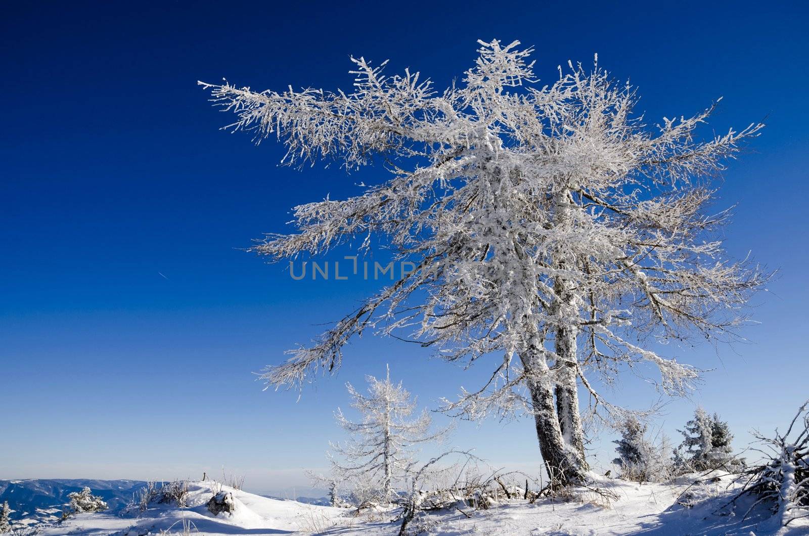 Frozen larch tree against a blue sky.
