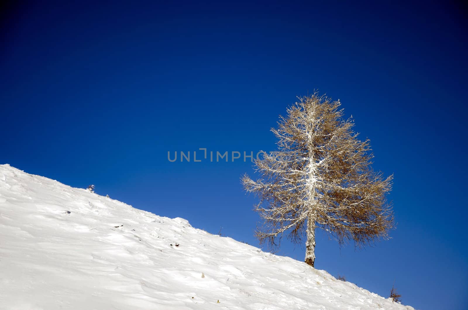 Frozen larch tree on a slope against a blue sky.