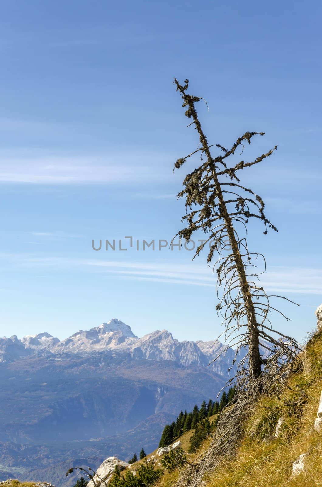 Small larch tree with view on mountains, Alps, Slovenia.