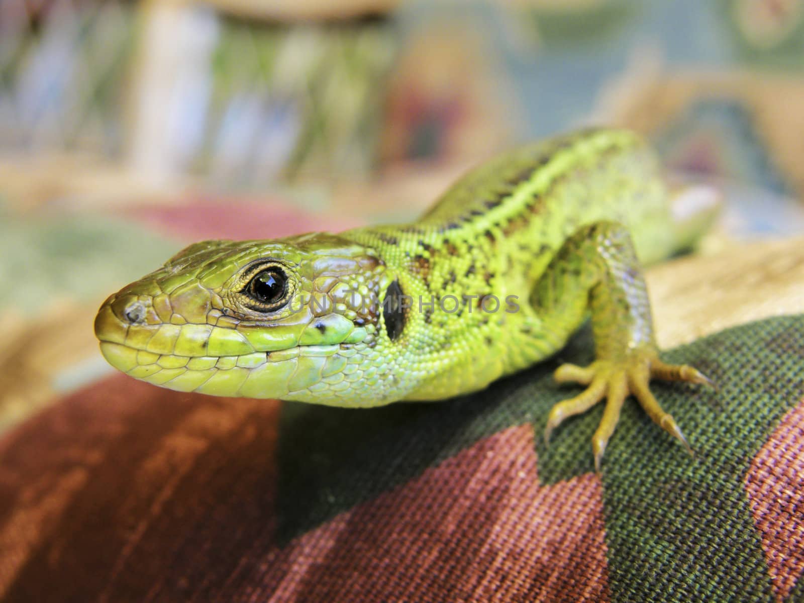 Sand lizard (Lacerta agilis) closeup on fabric.