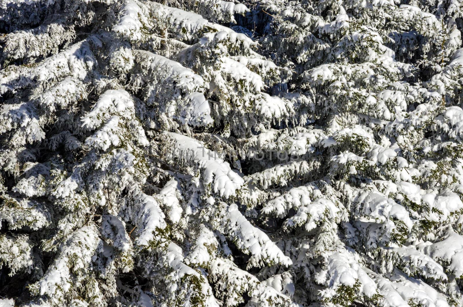 Fresh snow on a spruce tree branches.