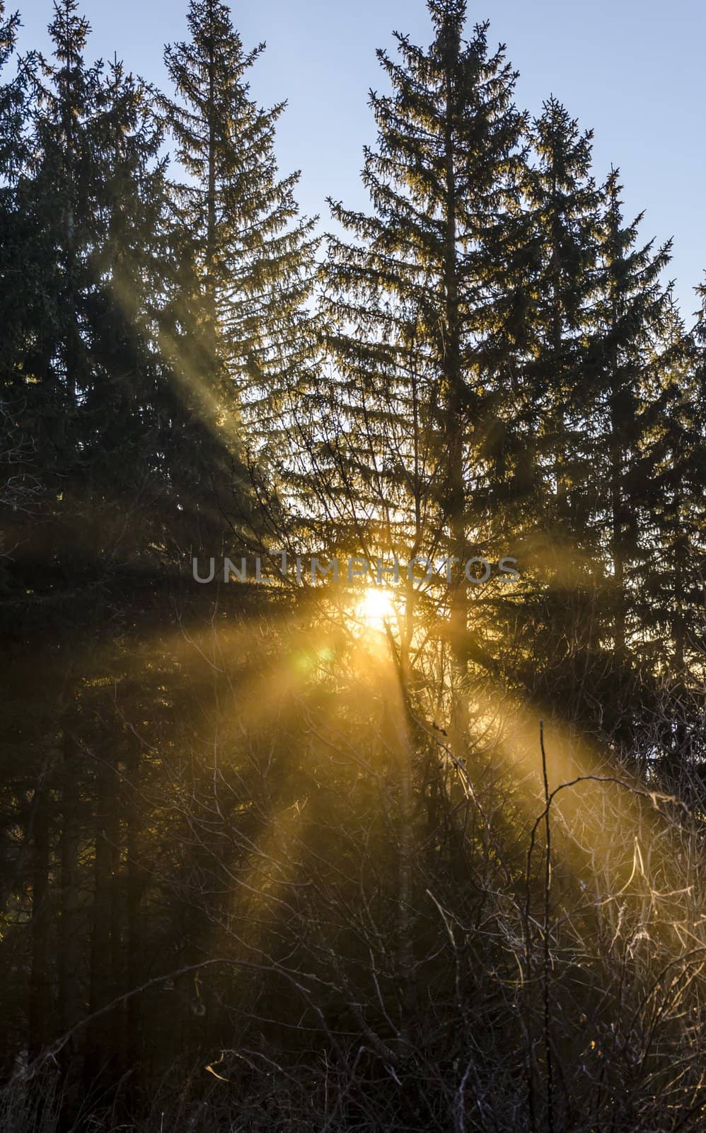 Morning sunrays shining through trees, alps, Slovenia.