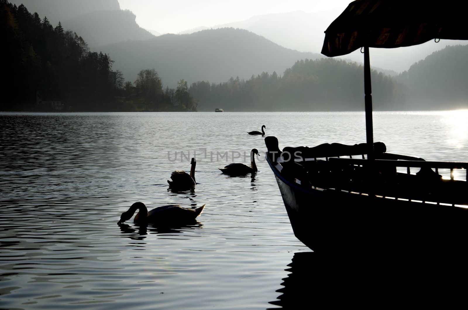 Swans on Bled lake at dusk, Bled, Slovenia.