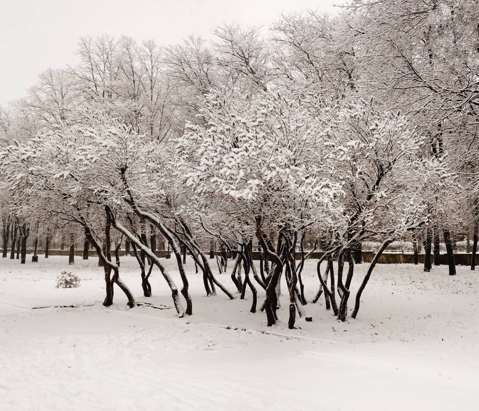 Lilacs in the snow in the snow in the city of Krivoy Rog in Ukraine