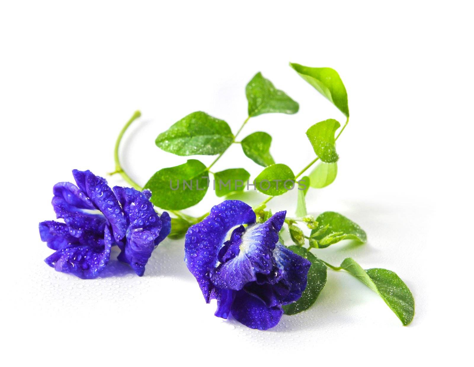 Butterfly pea by Myimagine