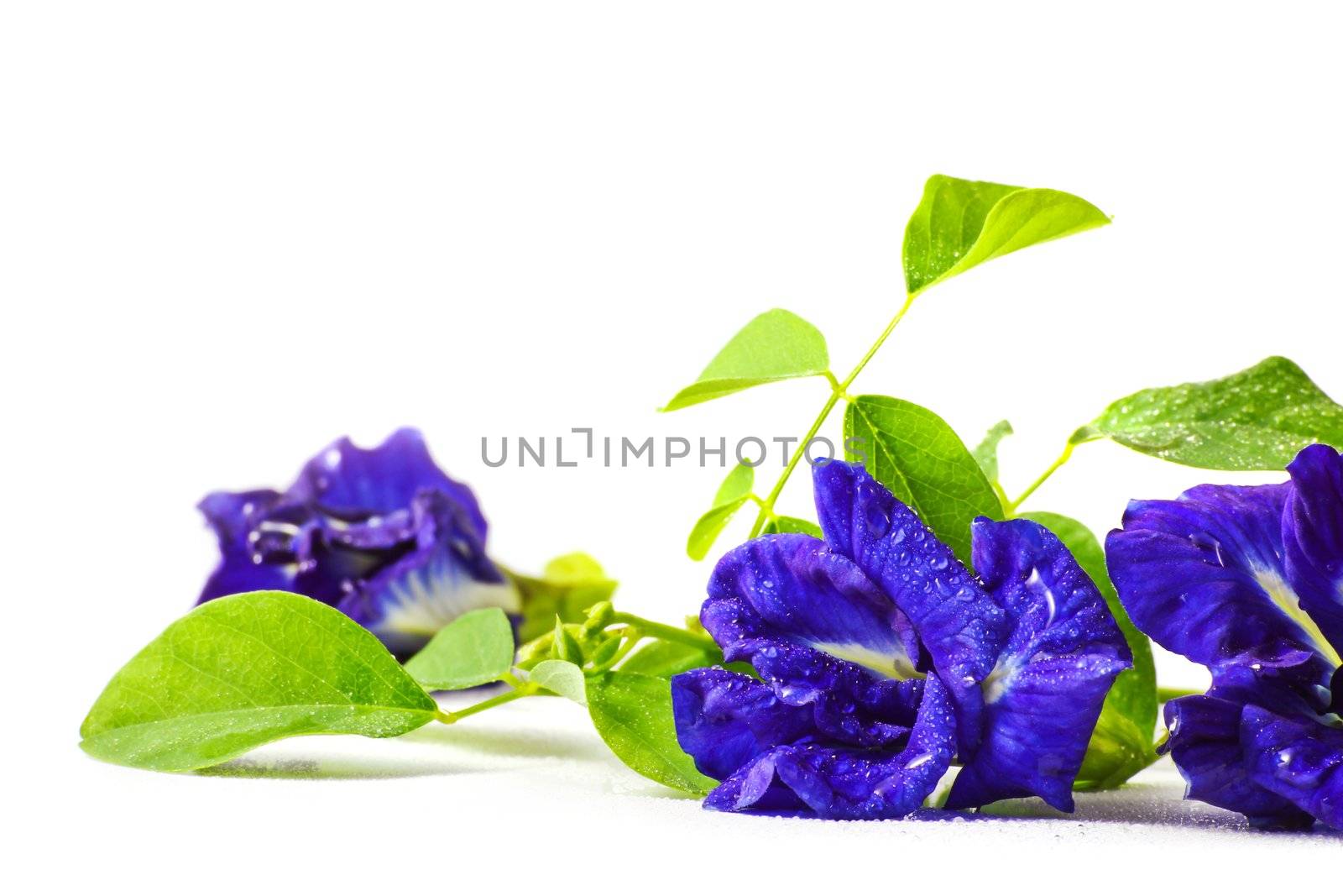 Butterfly pea by Myimagine