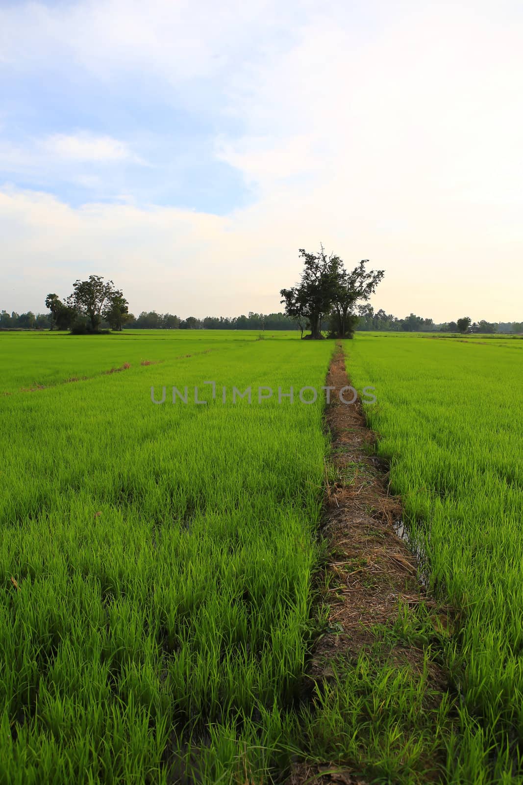 Planting rice by rufous