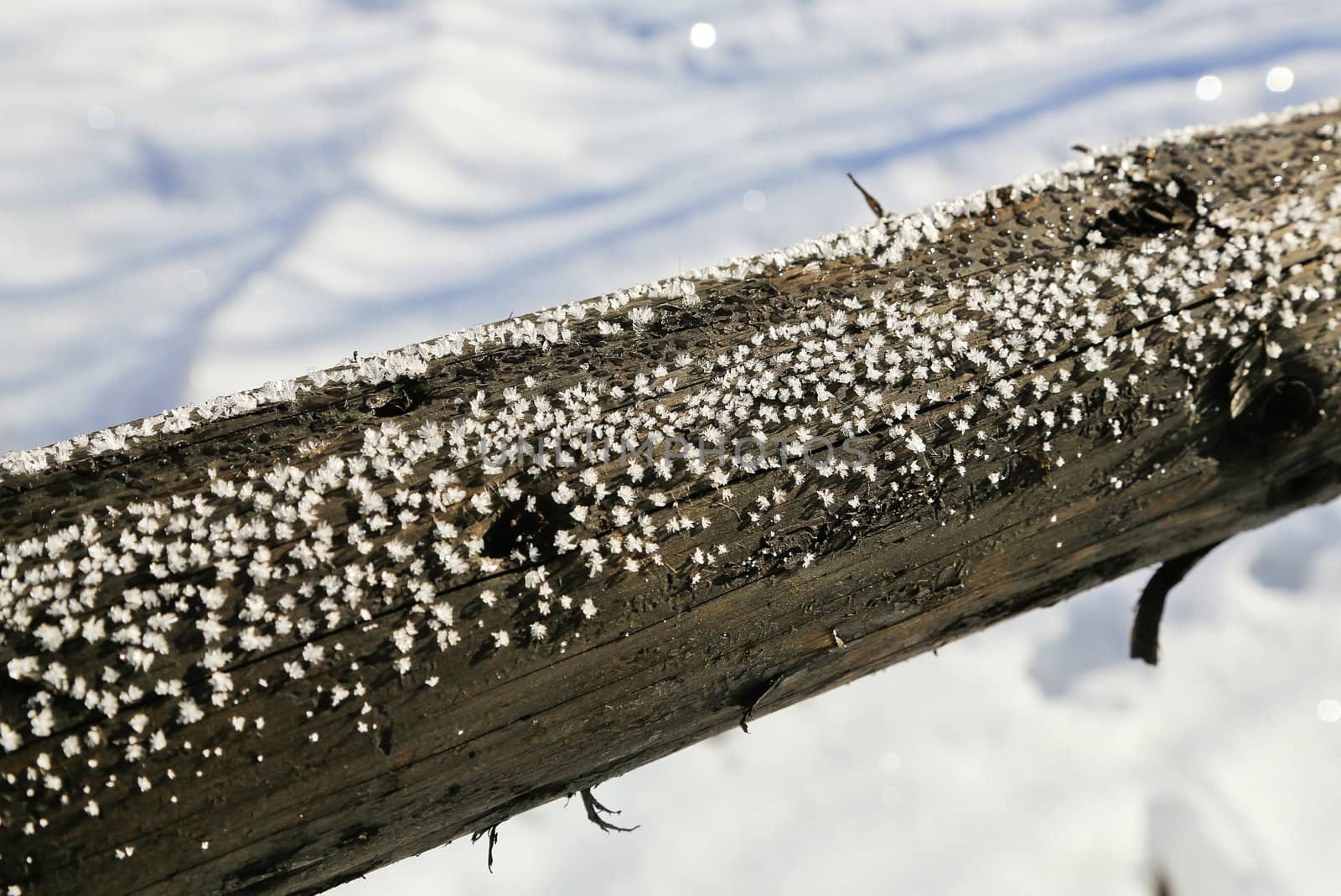 Detail of a fence with tiny snowflake flowers