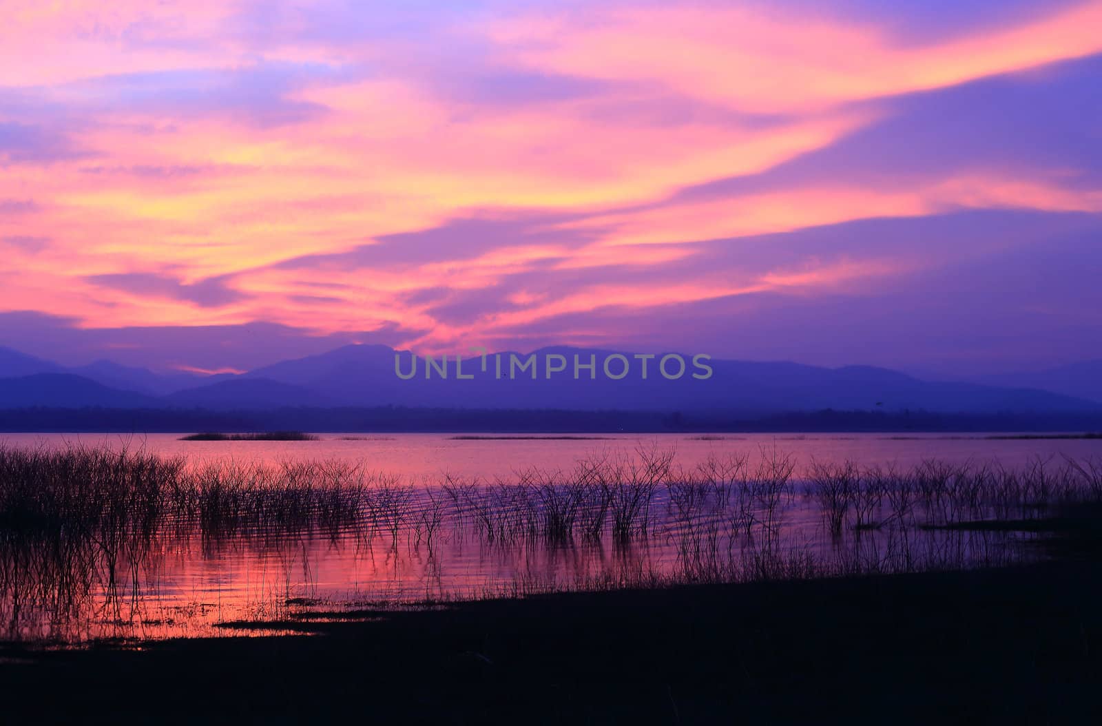 Sunset  silhouette tree on the lake