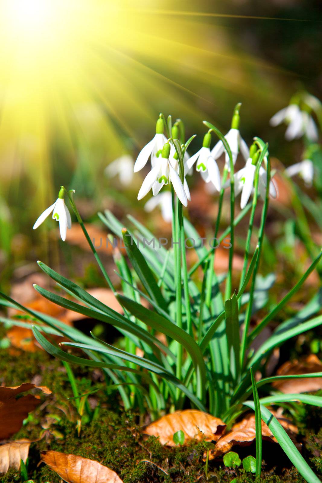 Close up of snowdrops spring with sun.