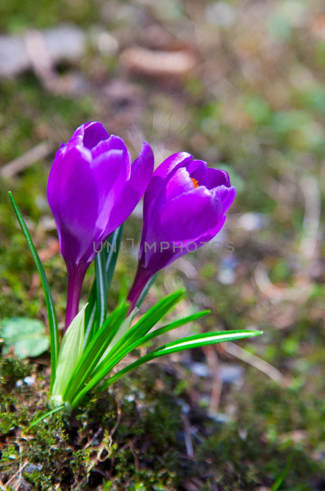 two purple crocus flowers in the springtime by motorolka