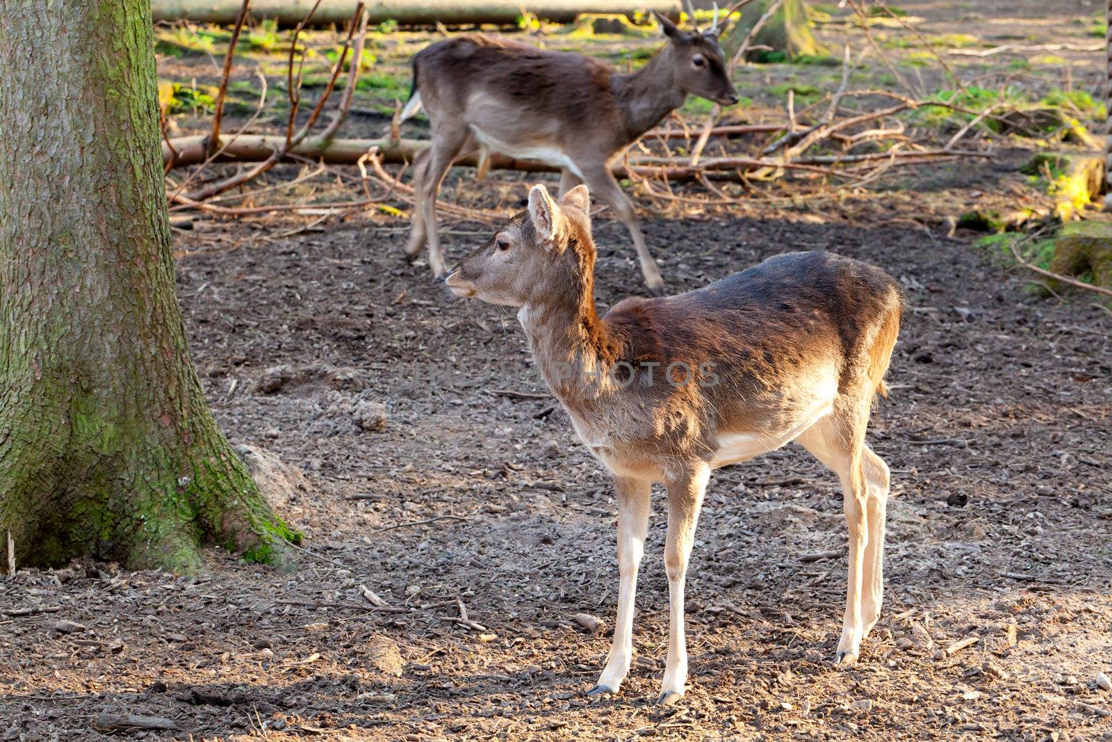 whitetail doe in a forest in the springtime, with sunlight