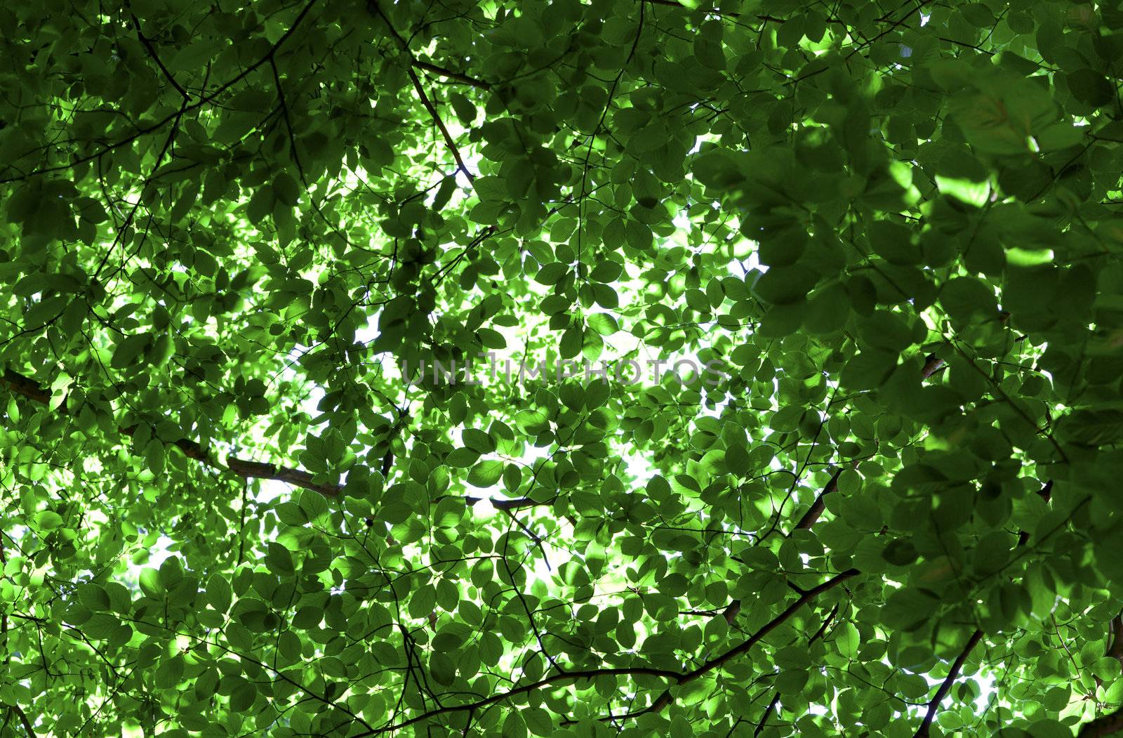 Background with green leaves of trees