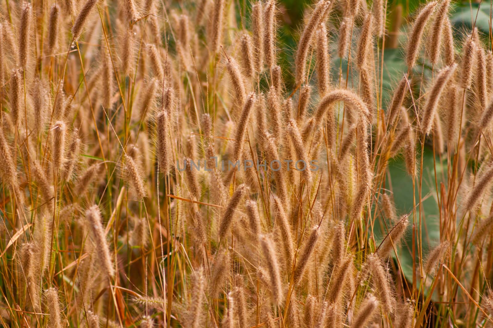 Purple Fountain Grass in windy