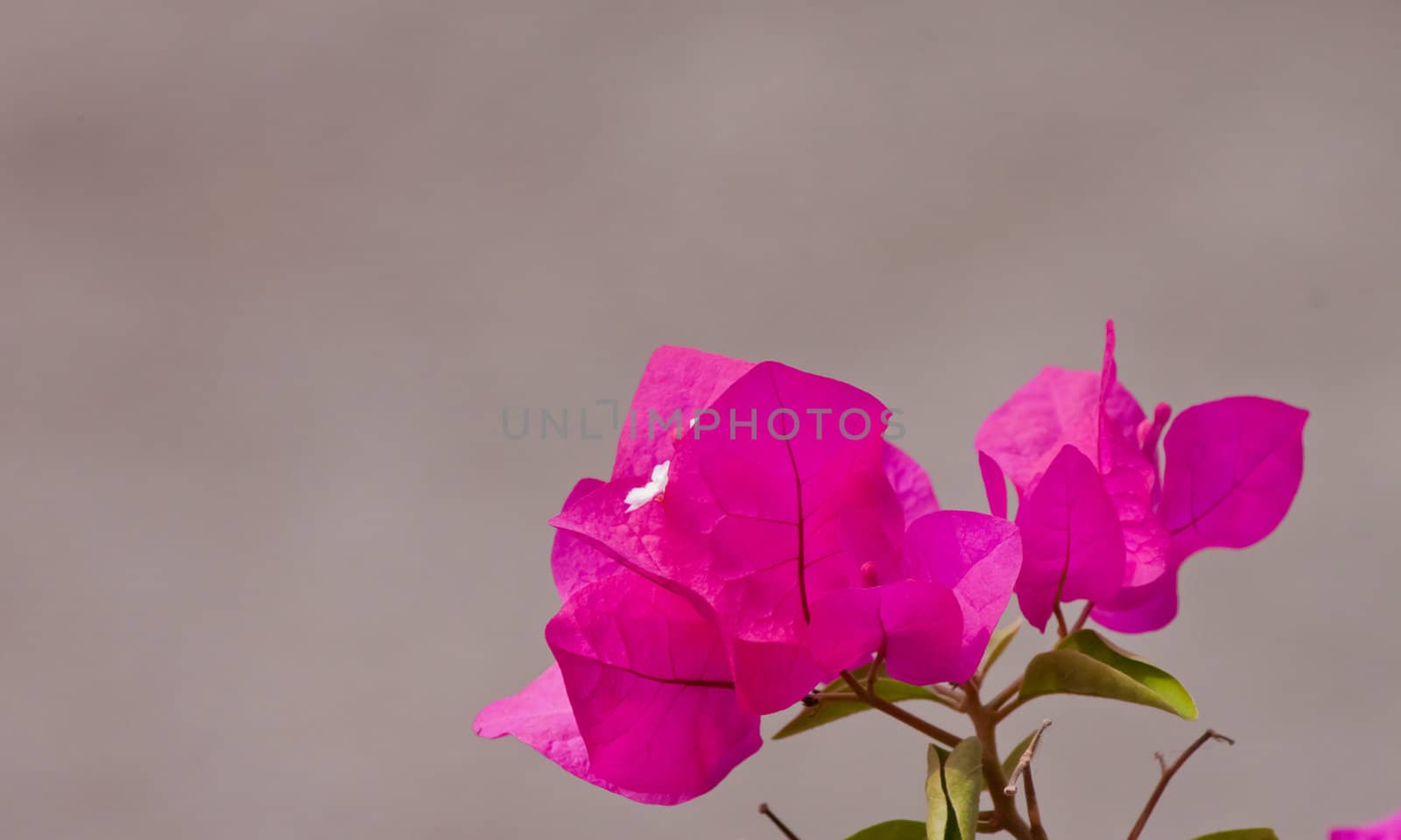 Bougainvillea paper flower