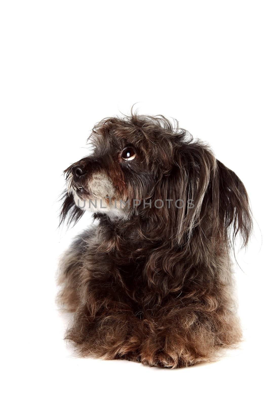 Small shaggy mongrel on a white background