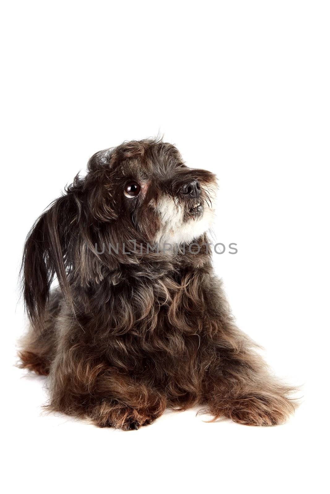 Small shaggy ridiculous mongrel on a white background