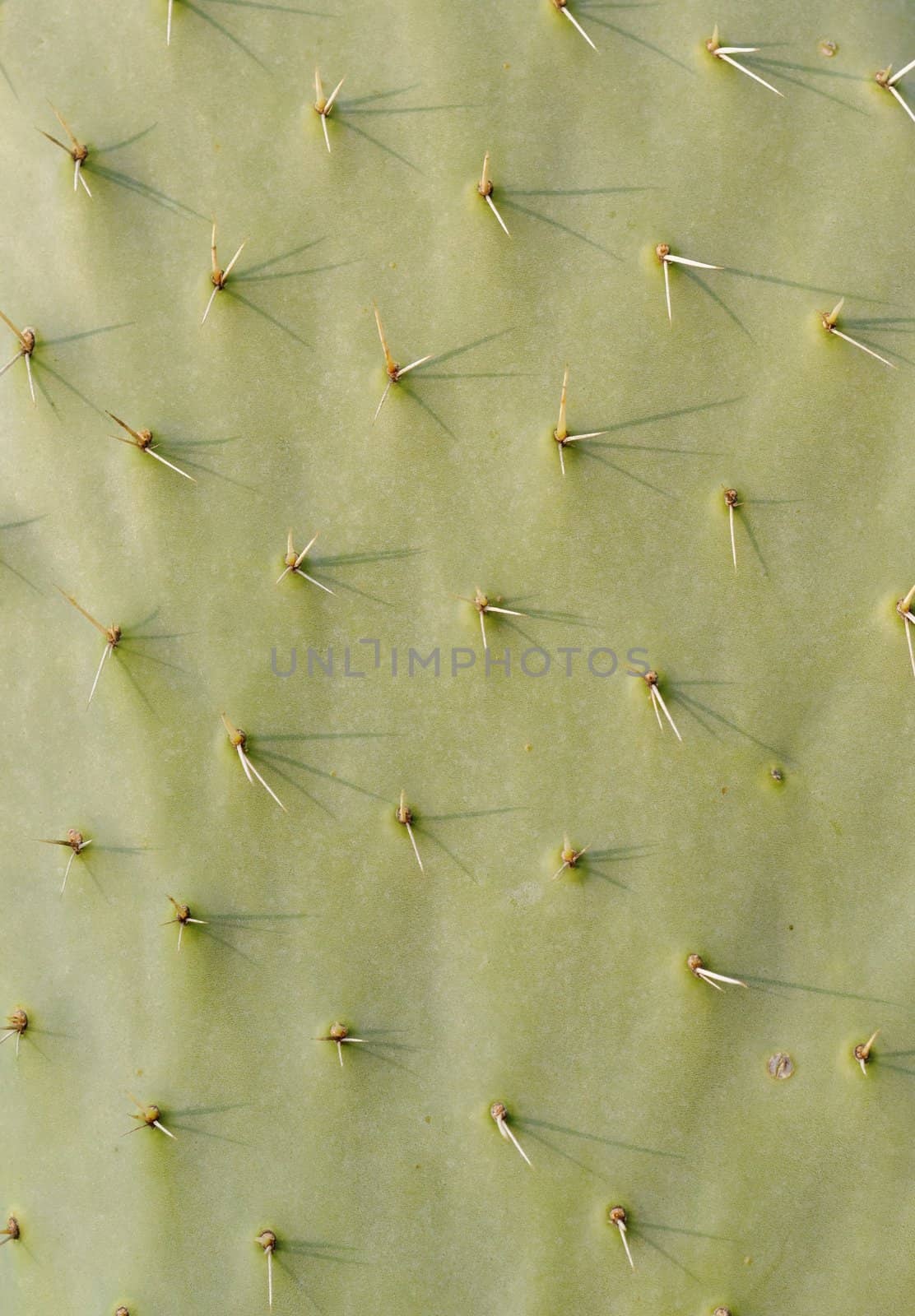 Cactus texture