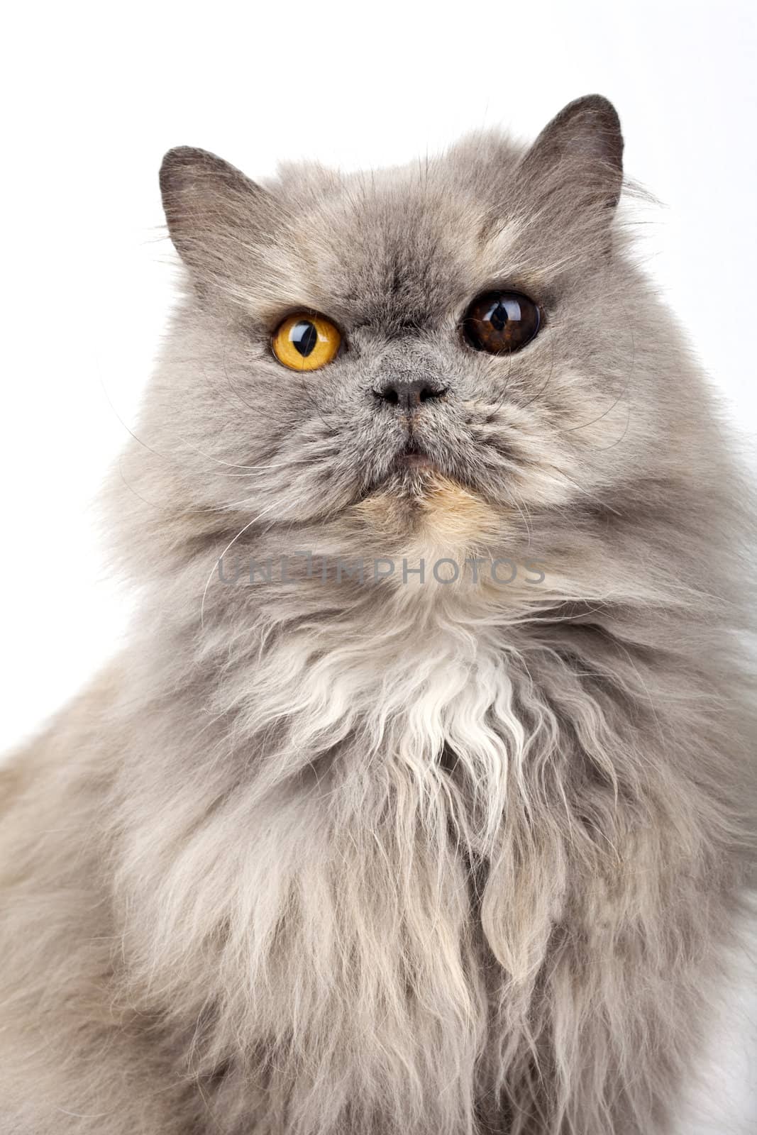 Persian Cat by chrisdorney