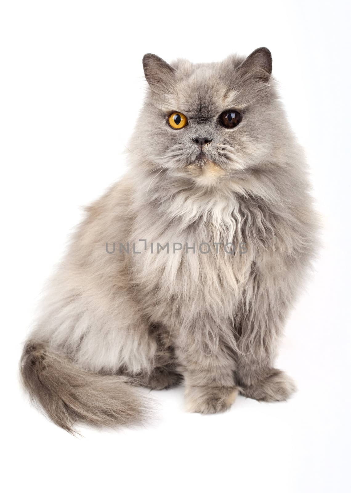 Persian Cat on a white background.