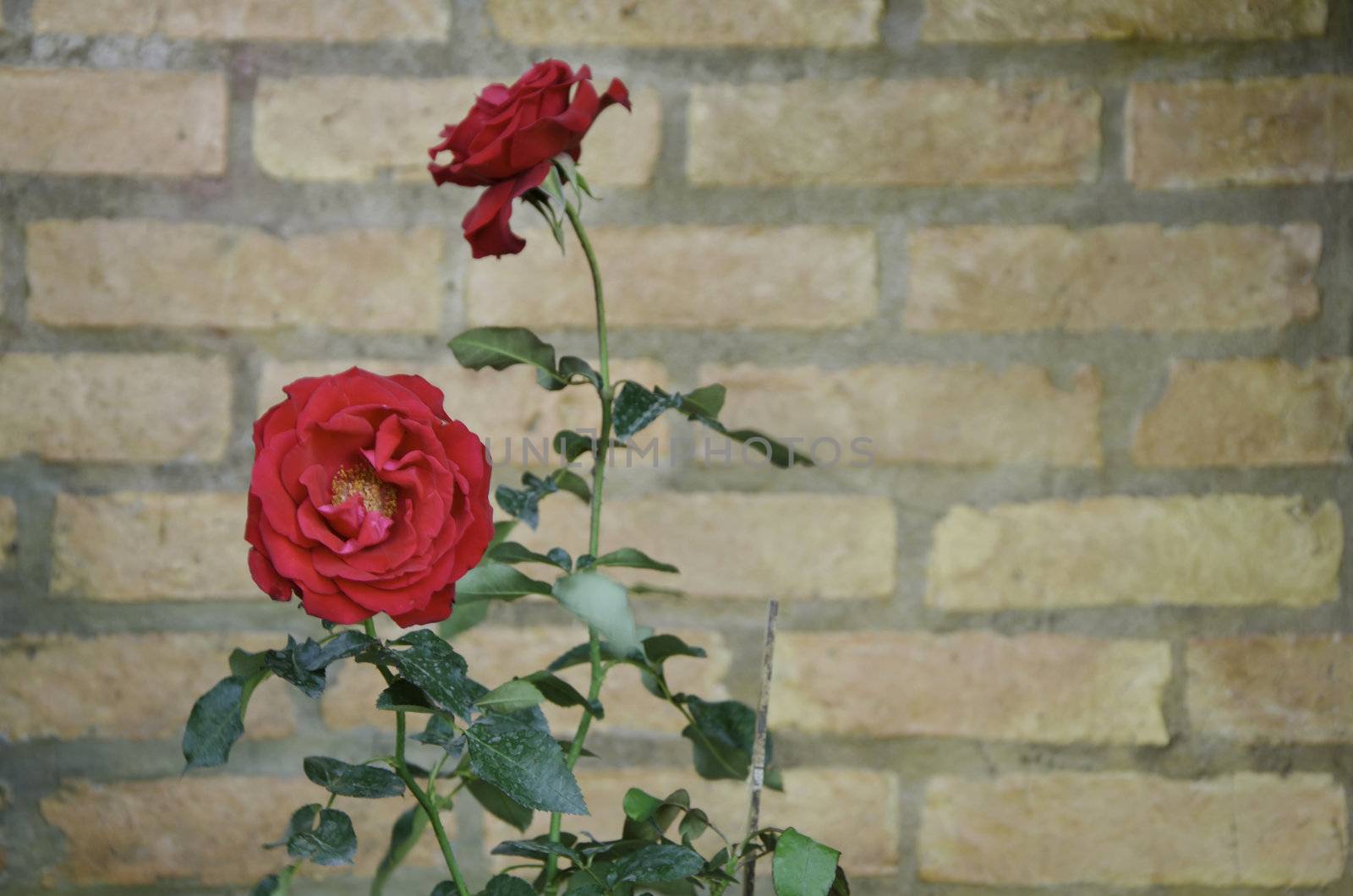 Rose flower against a brick wall with text space by siraanamwong