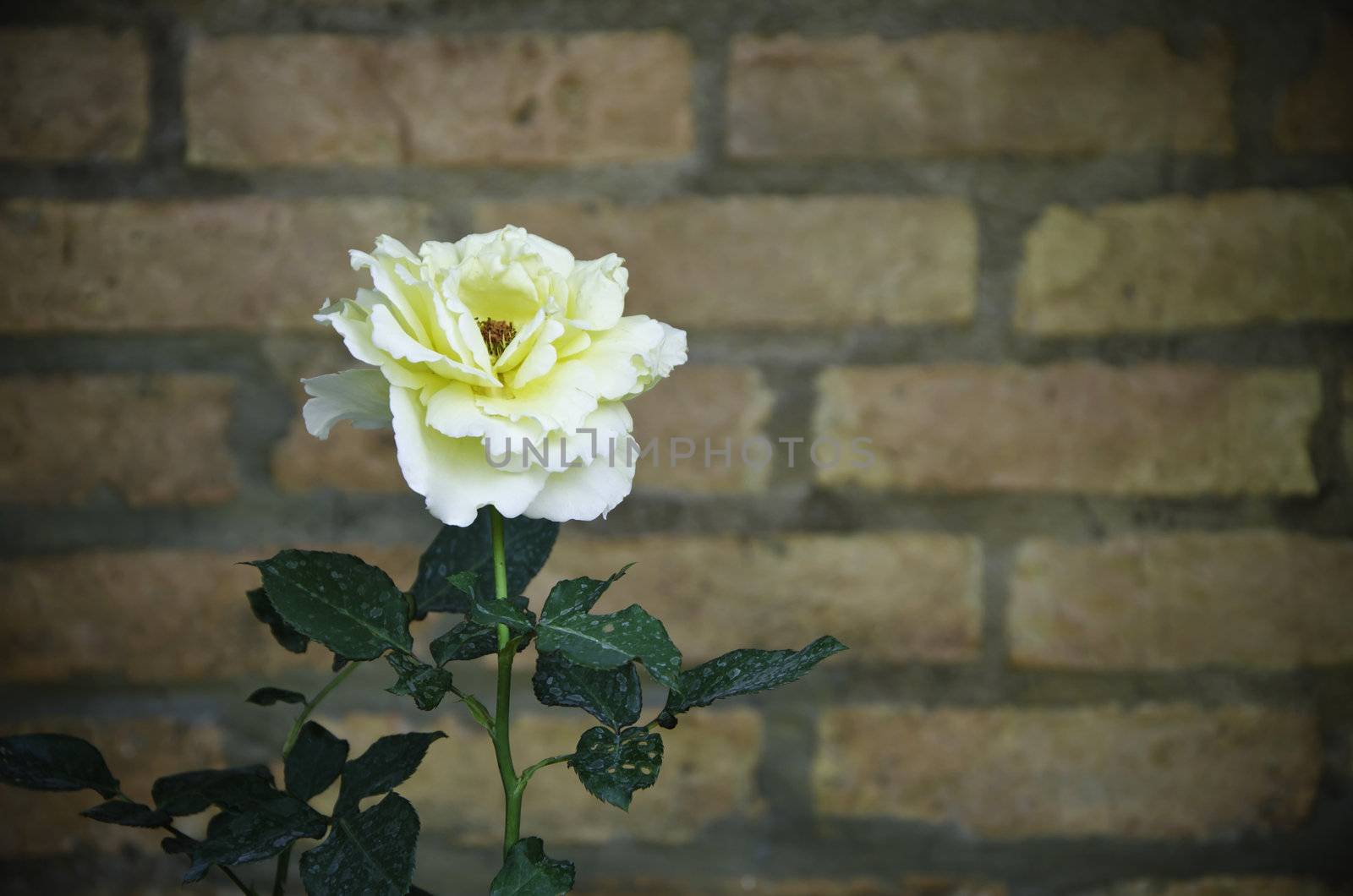 Vintage Yellow Rose with brick wall background