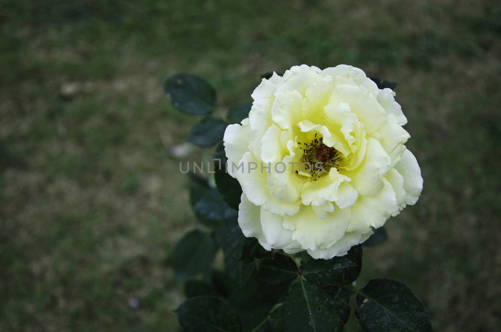 Close up of yellow rose flower blossom 