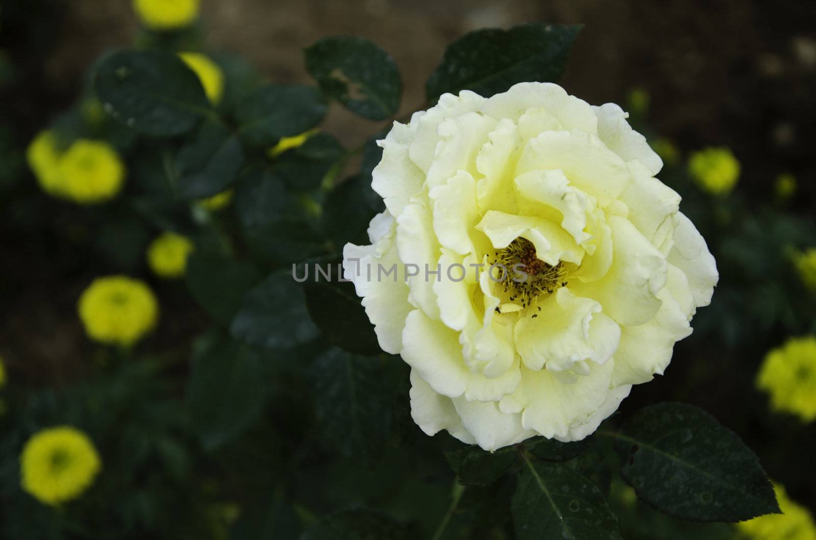 Close up of yellow rose flower blossom in flower garden