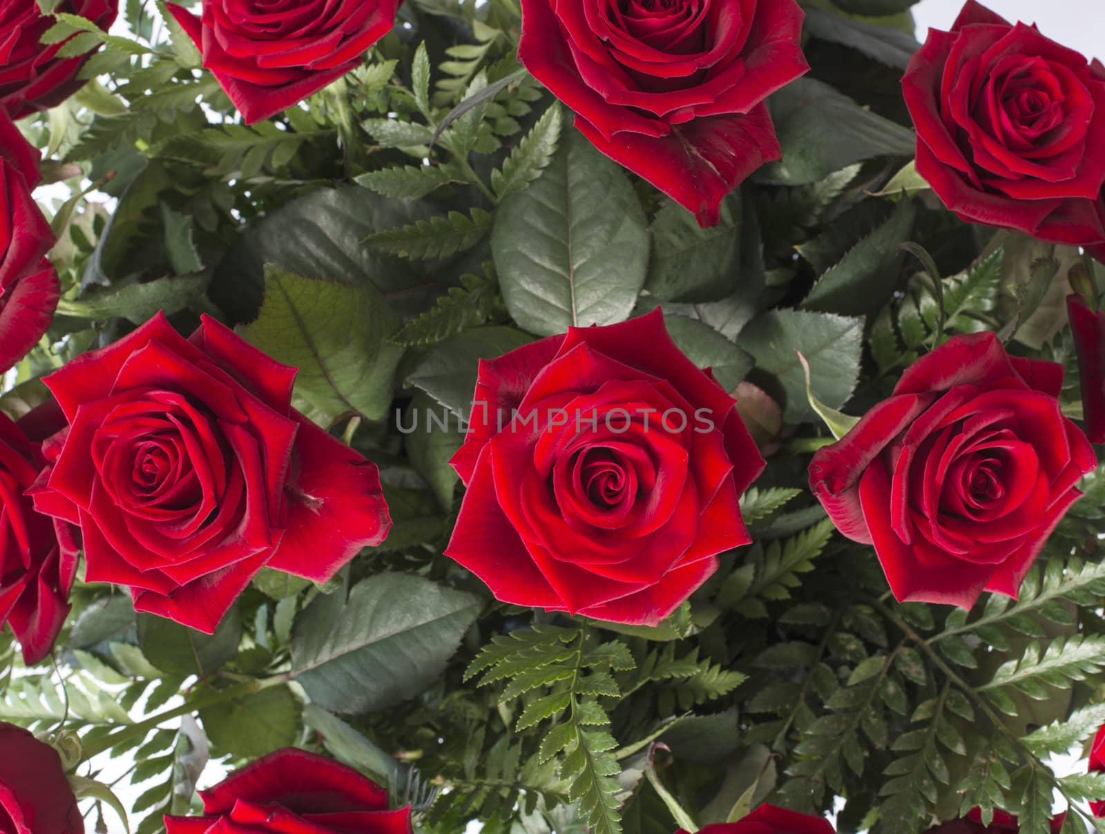 red roses by compuinfoto